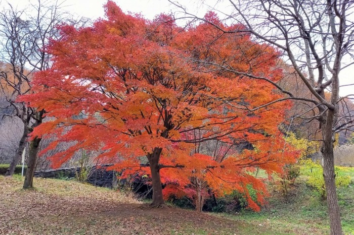 四季の森公園　紅葉