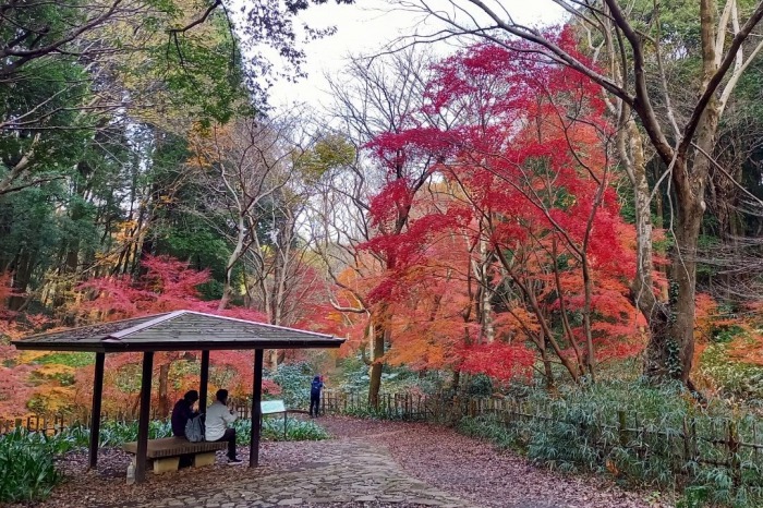 四季の森公園　紅葉